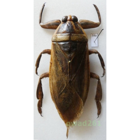 Lethocerus grandis (Linnaeus, 1758) 84mm Thailand54a